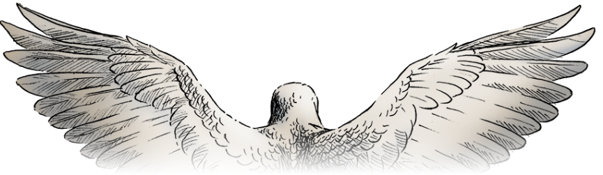 Critterwings studio